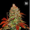 AUTO BUBBLEGUM EXTRA · Bulk Seed Bank · kenevir tohum · Auto Fem