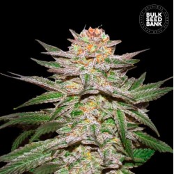 AUTO CARAMEL KING · Bulk Seed Bank · cannabis samen · Auto Fem