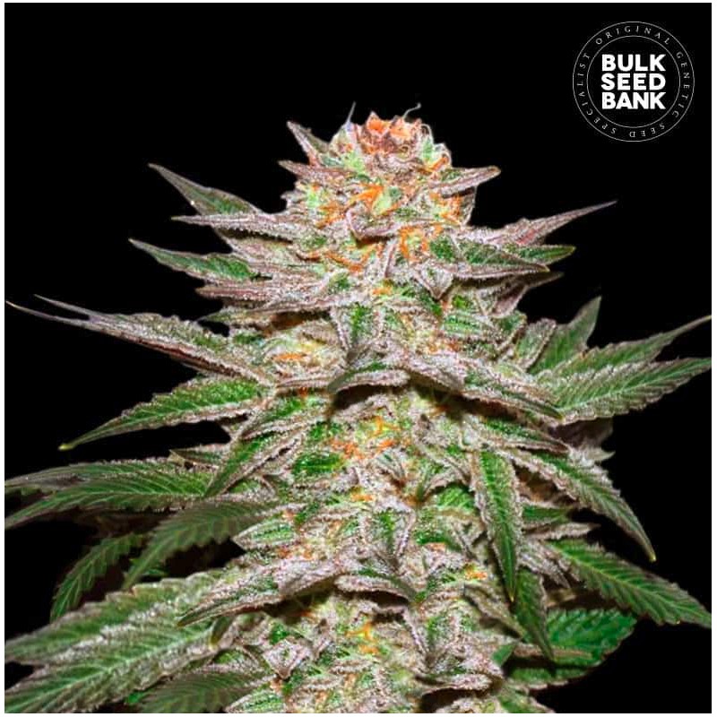 AUTO CARAMEL KING · Bulk Seed Bank · sementes de maconha · Auto Fem