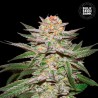 AUTO CARAMEL KING · Bulk Seed Bank · graines de cannabis · Auto Fem