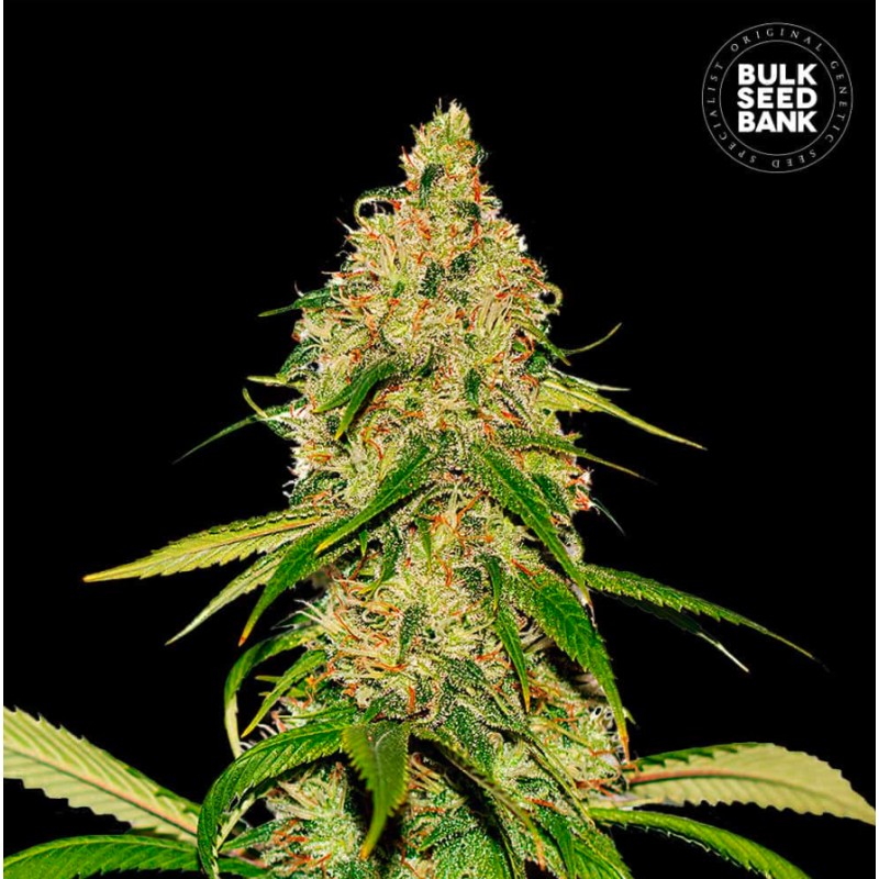 AUTO CBD WHITE WIDOW · Bulk Seed Bank · sementes de maconha · Auto Fem