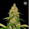 AUTO CBD WHITE WIDOW · Bulk Seed Bank · cannabis samen · Auto Fem