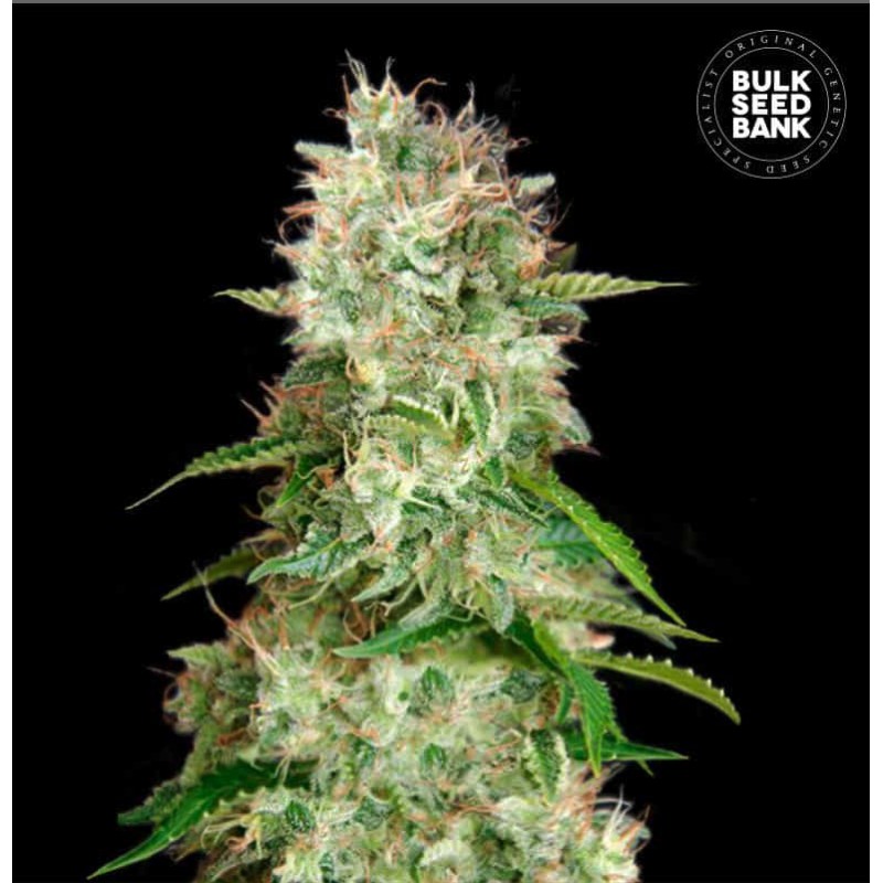 AUTO CHEESE · Bulk Seed Bank ·  cannabis samen · Auto Fem