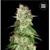 AUTO CHEESE · Bulk Seed Bank ·  cannabis samen · Auto Fem