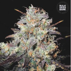 AUTO COCOPOPO · Bulk Seed Bank · sementes de maconha · Auto Fem