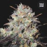 AUTO COCOPOPO · Bulk Seed Bank · graines de cannabis · Auto Fem