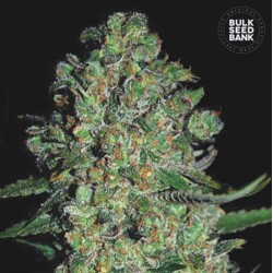 AUTO CHRONICAL · Bulk Seed Bank · graines de cannabis · Auto Fem