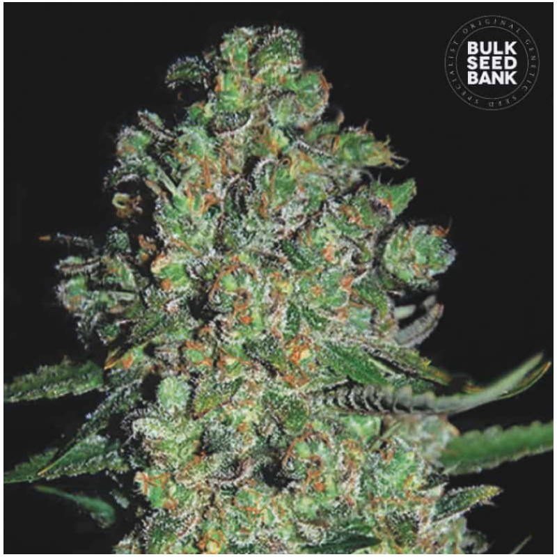 AUTO CHRONICAL · Bulk Seed Bank · kenevir tohum · Auto Fem