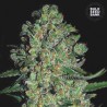 AUTO CHRONICAL · Bulk Seed Bank · cannabis samen · Auto Fem