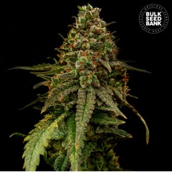 AUTO COFFE ROCKET · Bulk Seed Bank · graines de cannabis · Auto Fem