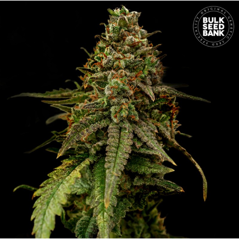 AUTO COFFE ROCKET · Bulk Seed Bank · cannabis seeds · Auto Fem