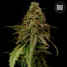 AUTO COFFE ROCKET · Bulk Seed Bank · sementes de maconha · Auto Fem