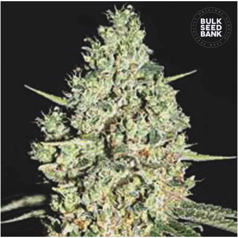 AUTO CRITICAL · Bulk Seed Bank · sementes de maconha · Auto Fem