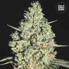 AUTO CRITICAL · Bulk Seed Bank · graines de cannabis · Auto Fem