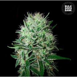 AUTO DEVIL KISS · Bulk Seed Bank · sementes de maconha · Auto Fem