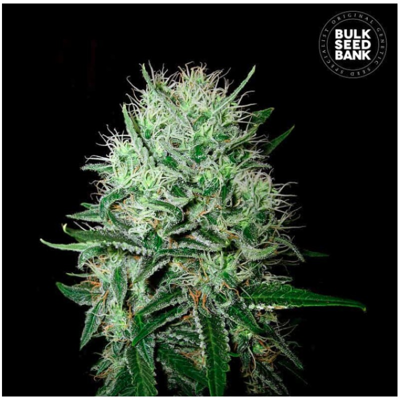 AUTO DEVIL KISS · Bulk Seed Bank · cannabis seeds · Auto Fem