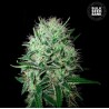 AUTO DEVIL KISS · Bulk Seed Bank · cannabis samen · Auto Fem