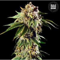AUTO DOSIDOS ROCKETOS · Bulk Seed Bank · cannabis samen · Auto Fem