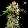 AUTO DOSIDOS ROCKETOS · Bulk Seed Bank · sementes de maconha · Auto Fem