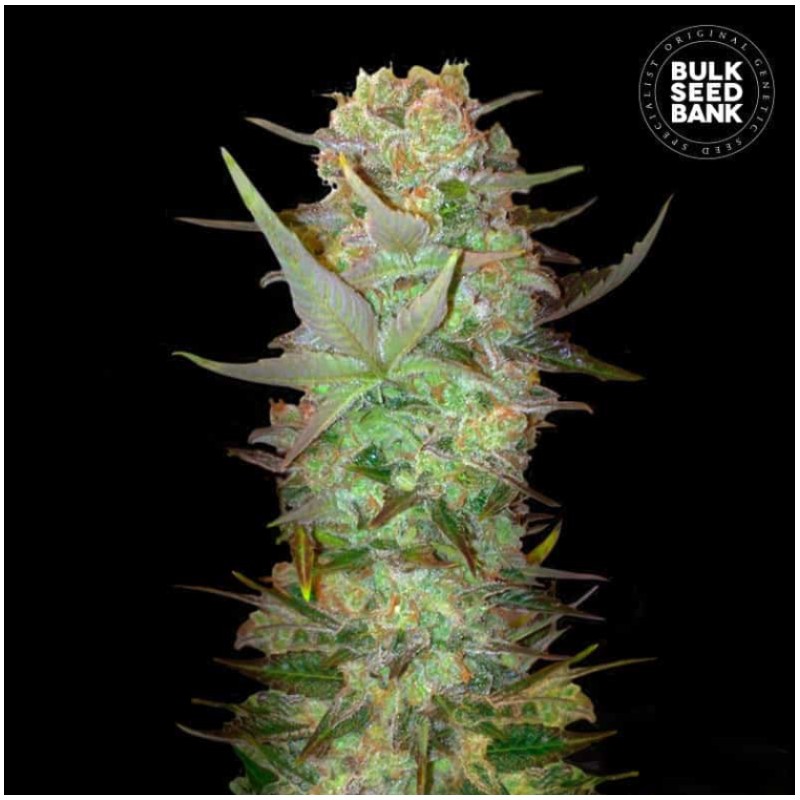 AUTO DUBAI POISON · Bulk Seed Bank · cannabis samen · Auto Fem