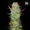 AUTO DUBAI POISON · Bulk Seed Bank · graines de cannabis · Auto Fem