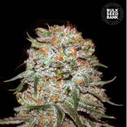 AUTO EAST RYDER · Bulk Seed Bank · graines de cannabis · Auto Fem