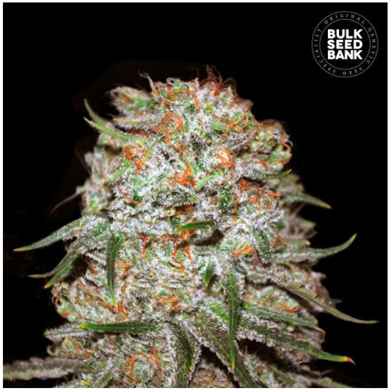 AUTO EAST RYDER · Bulk Seed Bank · graines de cannabis · Auto Fem