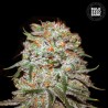 AUTO EAST RYDER · Bulk Seed Bank · cannabis seeds · Auto Fem
