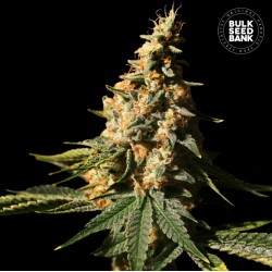 AUTO EXTRA MINTZ · Bulk Seed Bank · graines de cannabis · Auto Fem