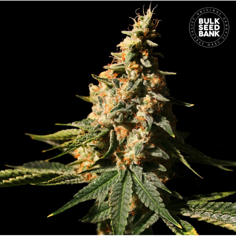 AUTO EXTRA MINTZ · Bulk Seed Bank · graines de cannabis · Auto Fem
