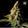 AUTO EXTRA MINTZ · Bulk Seed Bank · cannabis seeds · Auto Fem