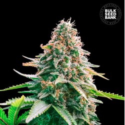 AUTO GELATO SAMBA · Bulk Seed Bank · graines de cannabis · Auto Fem