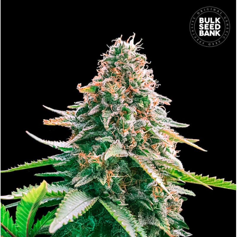 AUTO GELATO SAMBA · Bulk Seed Bank · graines de cannabis · Auto Fem