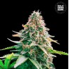 AUTO GELATO SAMBA · Bulk Seed Bank · graines de cannabis · Auto Fem