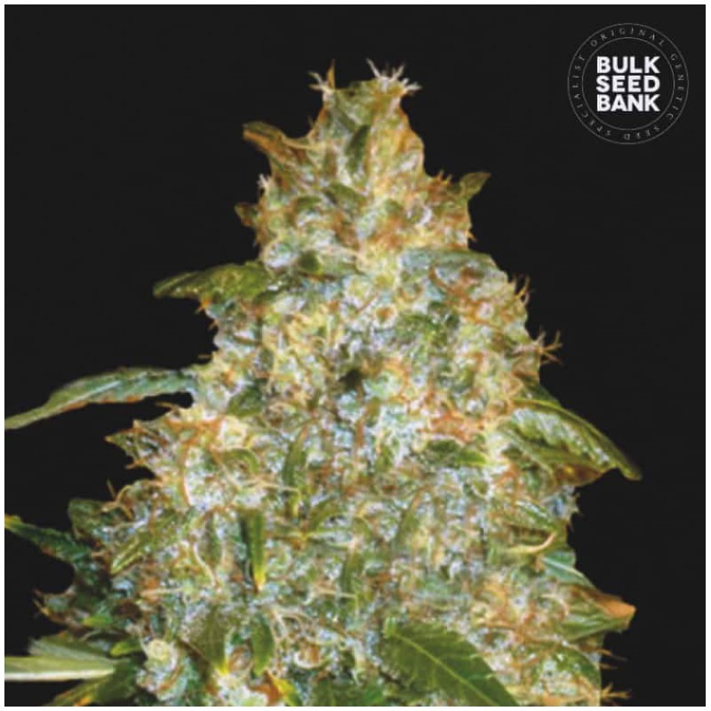 AUTO GOOD WILD SHARK · Bulk Seed Bank · cannabis seeds · Auto Fem