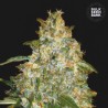 AUTO GOOD WILD SHARK · Bulk Seed Bank · cannabis seeds · Auto Fem