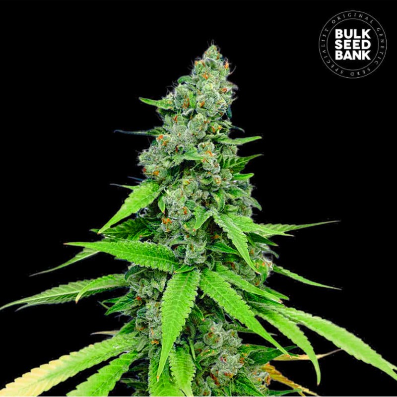 AUTO GRANDE CRACK · Bulk Seed Bank · cannabis samen · Auto Fem