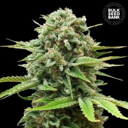 AUTO GUERILLA GLUE · Bulk Seed Bank · sementes de maconha · Auto Fem