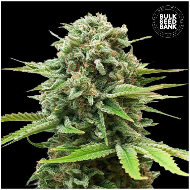 AUTO GUERILLA GLUE · Bulk Seed Bank · kenevir tohum · Auto Fem