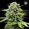 AUTO GUERILLA GLUE · Bulk Seed Bank · cannabis seeds · Auto Fem