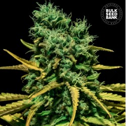 AUTO HELL BELLS OG · Bulk Seed Bank · sementes de maconha · Auto Fem