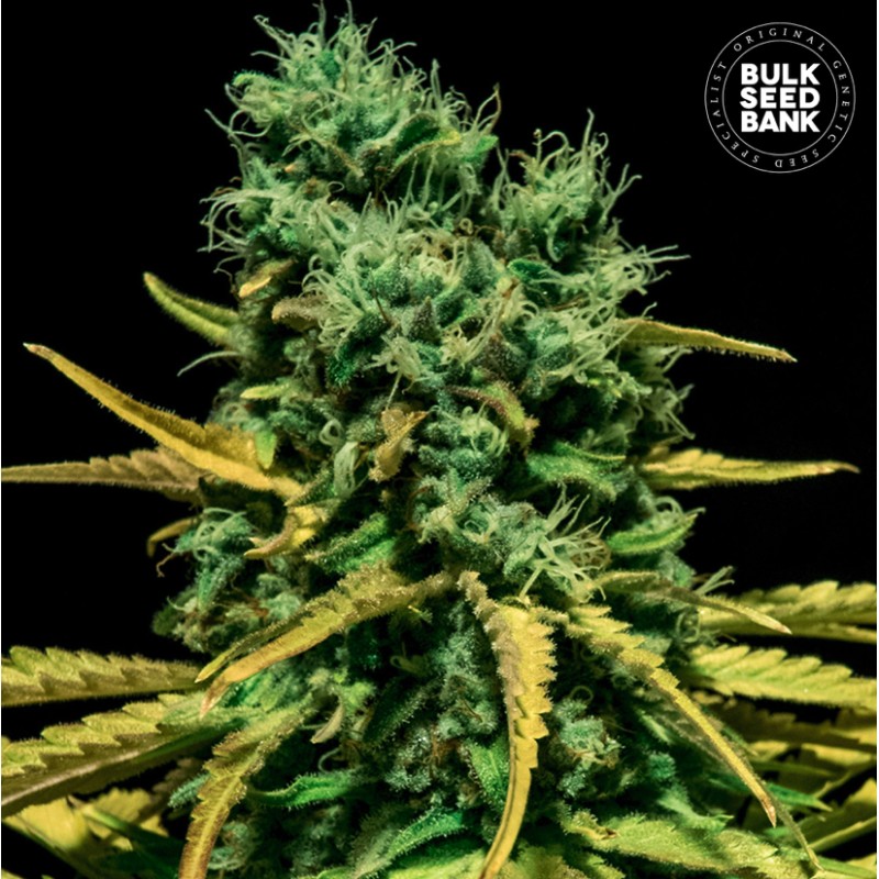 AUTO HELL BELLS OG · Bulk Seed Bank · kenevir tohum · Auto Fem