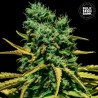 AUTO HELL BELLS OG · Bulk Seed Bank · sementes de maconha · Auto Fem