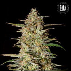 AUTO HINDU KUSH · Bulk Seed Bank · cannabis seeds · Auto Fem