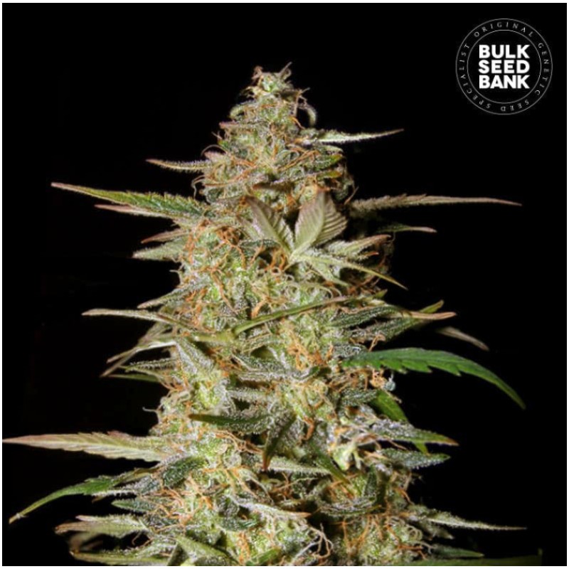 AUTO HINDU KUSH · Bulk Seed Bank · sementes de maconha · Auto Fem