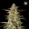 AUTO HINDU KUSH · Bulk Seed Bank · cannabis seeds · Auto Fem