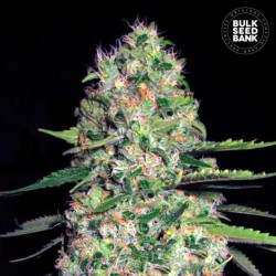 AUTO JACK HAIR · Bulk Seed Bank · kenevir tohum · Auto Fem