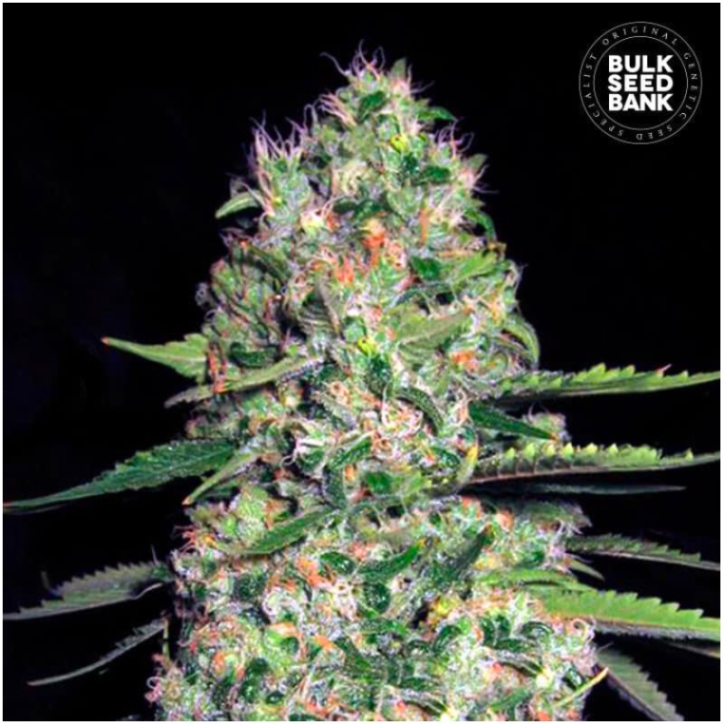 AUTO JACK HAIR · Bulk Seed Bank · graines de cannabis · Auto Fem