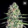 AUTO JACK HAIR · Bulk Seed Bank · sementes de maconha · Auto Fem
