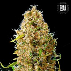 AUTO KALI'S MISTERY · Bulk Seed Bank · sementes de maconha · Auto Fem